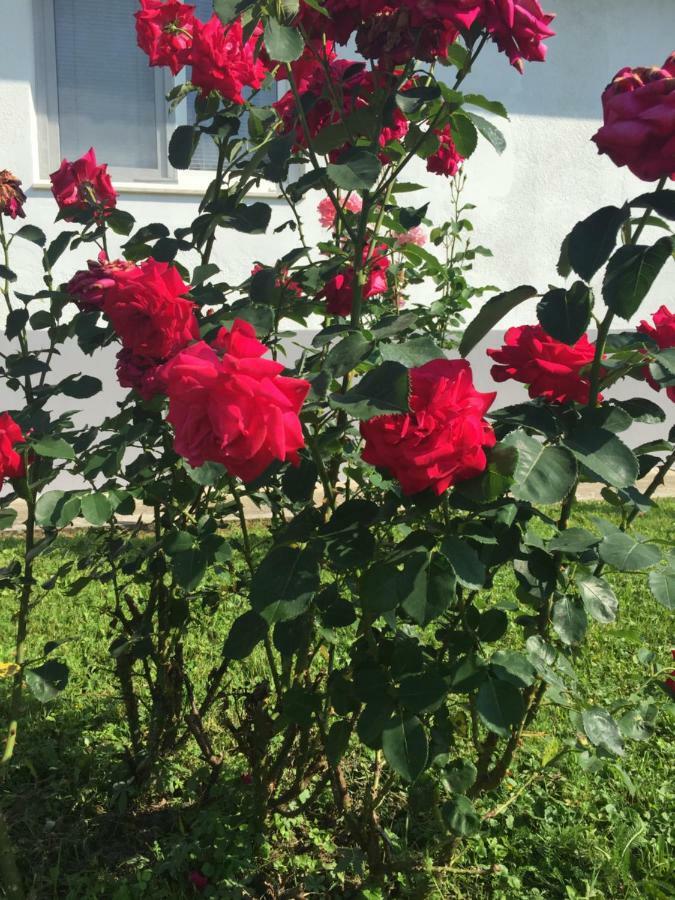 Kuca Za Odmor Luna Villa Slunj Dış mekan fotoğraf